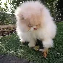 chat qui joue.webp