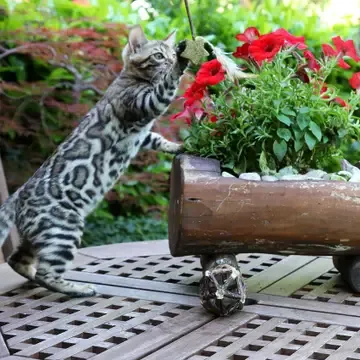 chat joueur.webp
