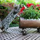 chat joueur.webp