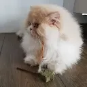 chat avec baguette silvervine et cataire.webp