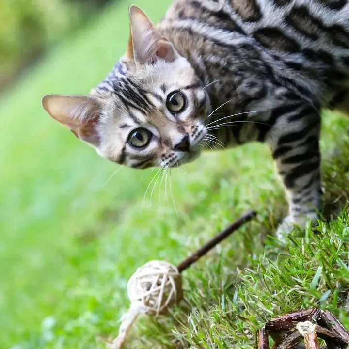chat avec boule herbe à chat.webp