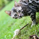 chat avec boule herbe à chat.webp