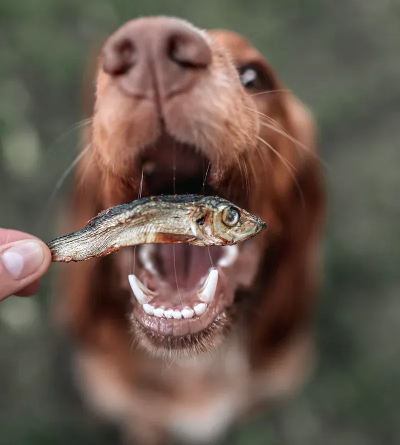 chien_sprats_800x.webp