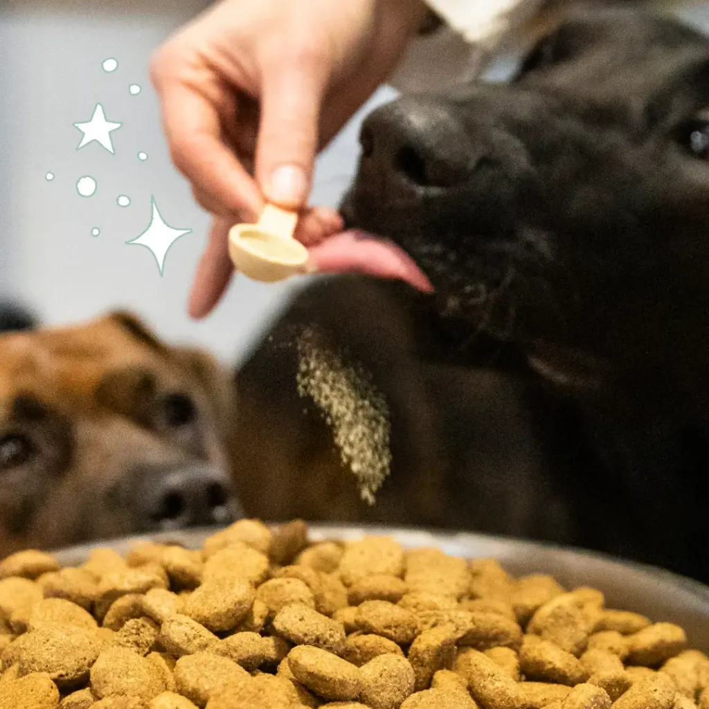 anti tarte chiens et chats.webp