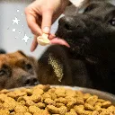 anti tarte chiens et chats.webp