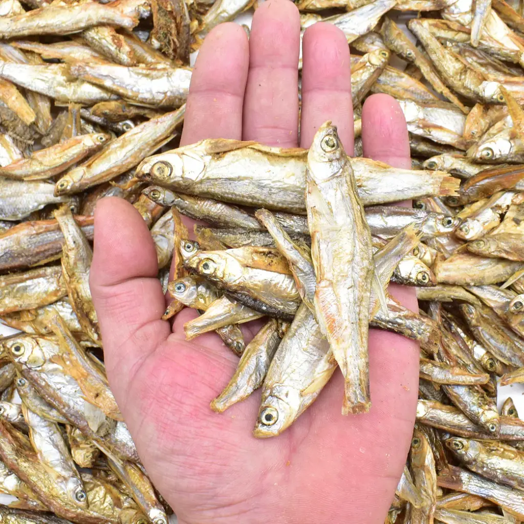 sprats_pour_tous_chien_5000x.webp