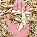sprats_pour_tous_chien_5000x.webp