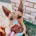 groin_de_porc_pour_chien_1_800x.webp