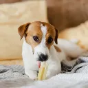 fromage_de_yak_chien.webp