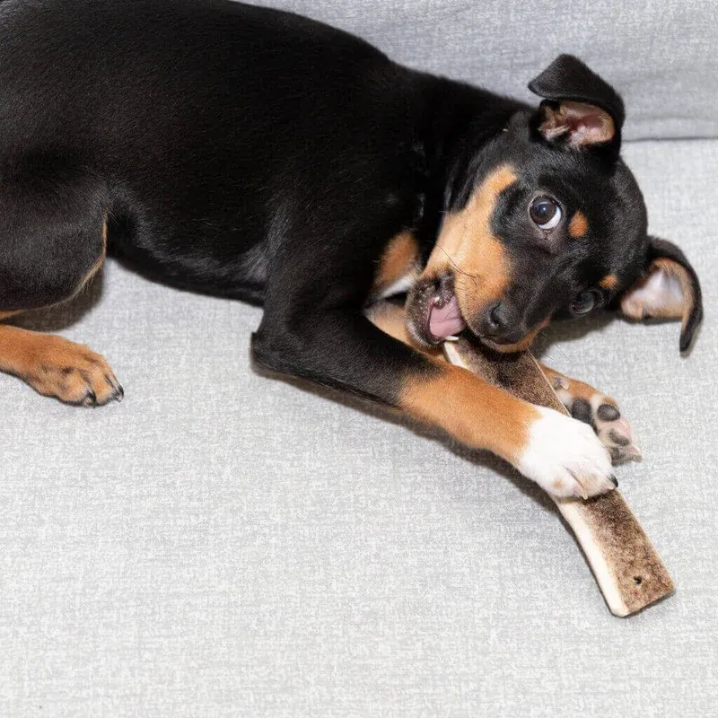 chien_qui_mastique_un_bois_de_cerf_tranche.webp
