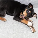 chien_qui_mastique_un_bois_de_cerf_tranche.webp