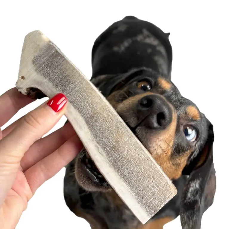 bois_de_cerf_tranche_mastication.webp