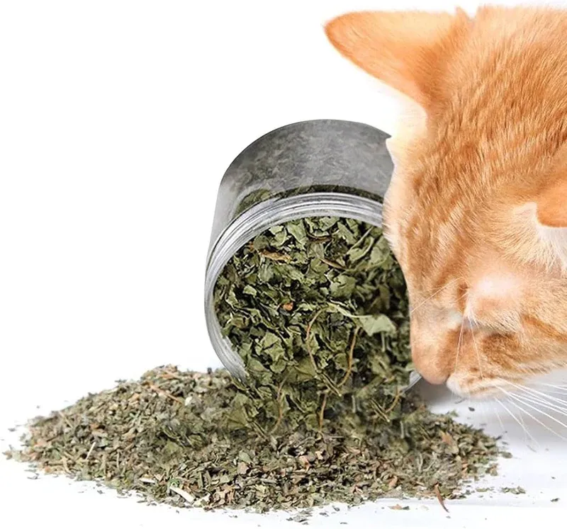 cataire_pour_chat.webp