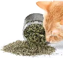 cataire_pour_chat.webp