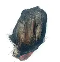 Oreille de bœuf à poil 
