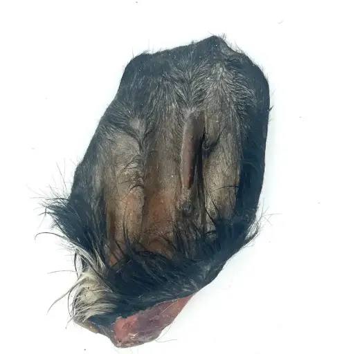 Oreille de bœuf à poil 